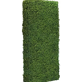 Boxwood Wall